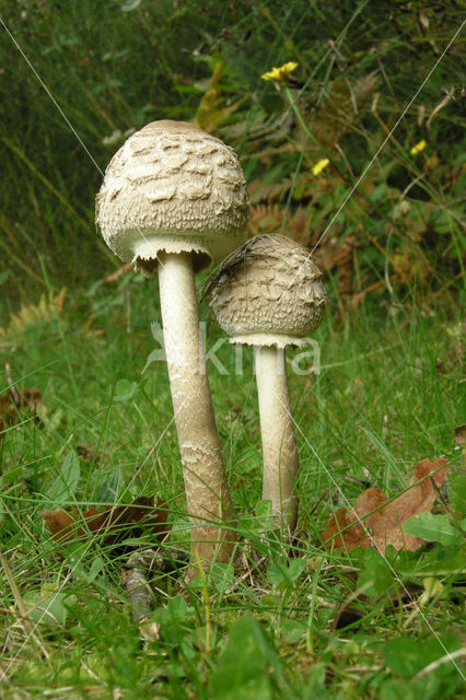 Grote parasolzwam (Macrolepiota procera)