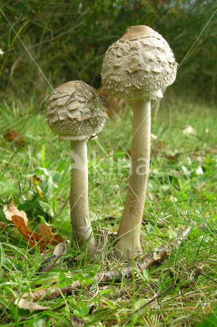 Grote parasolzwam (Macrolepiota procera)