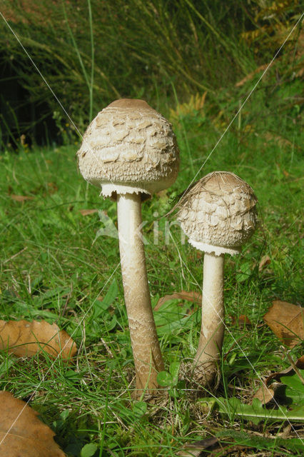 Grote parasolzwam (Macrolepiota procera)