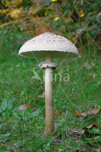 Grote parasolzwam (Macrolepiota procera)