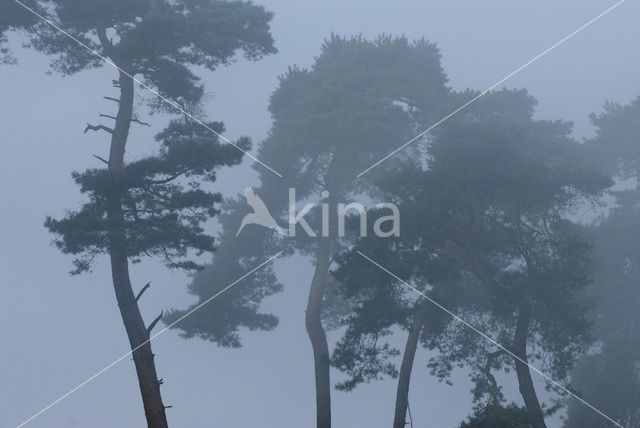 Grove den (Pinus sylvestris)