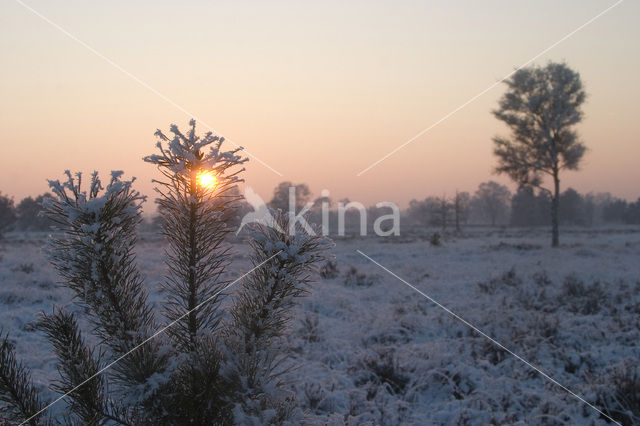 Grove den (Pinus sylvestris)