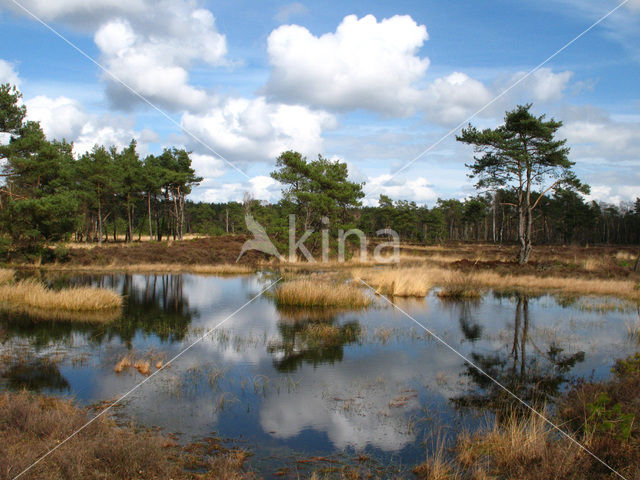 Grove den (Pinus sylvestris)