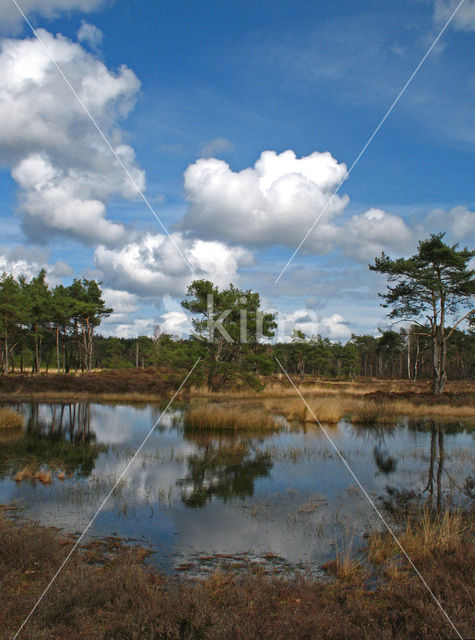 Grove den (Pinus sylvestris)