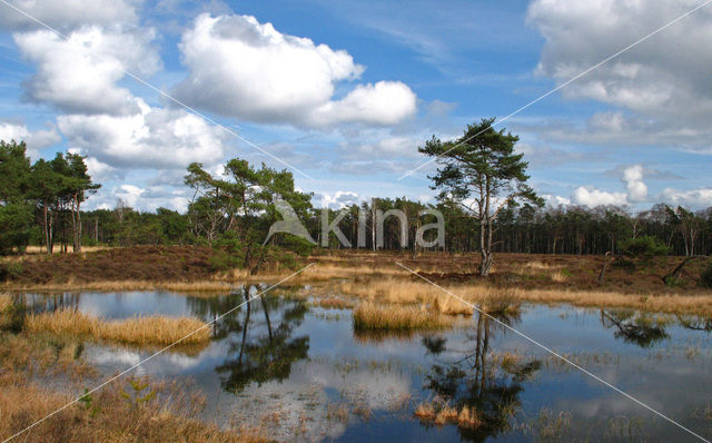 Grove den (Pinus sylvestris)