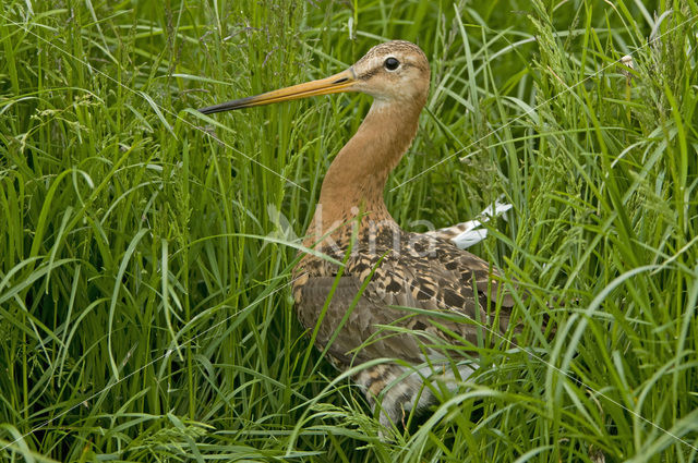 Grutto (Limosa limosa)