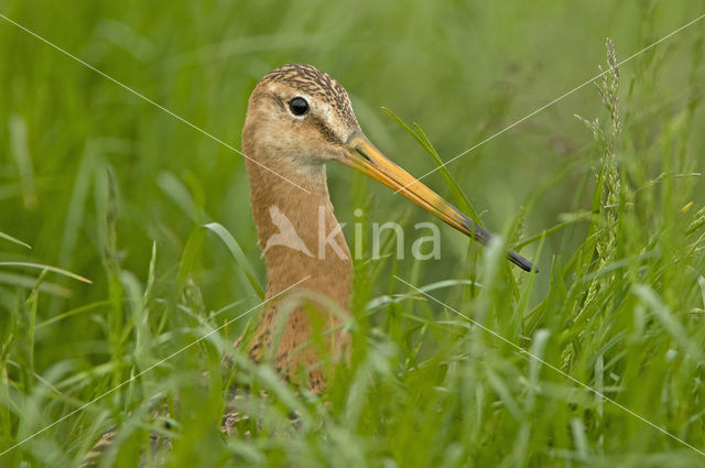 Grutto (Limosa limosa)