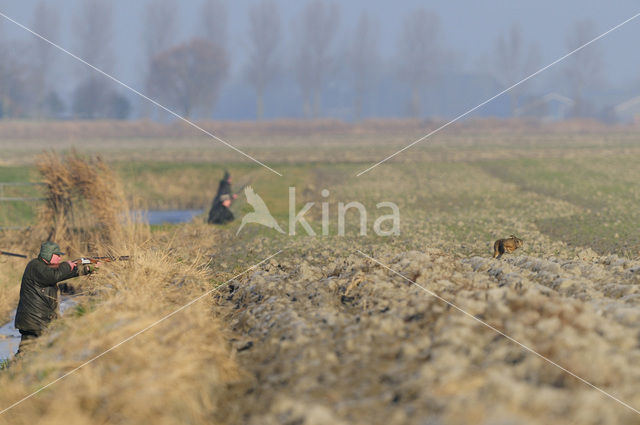 Haas (Lepus europaeus)