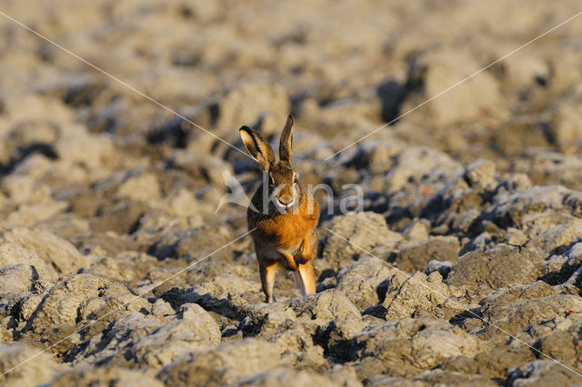 Haas (Lepus europaeus)