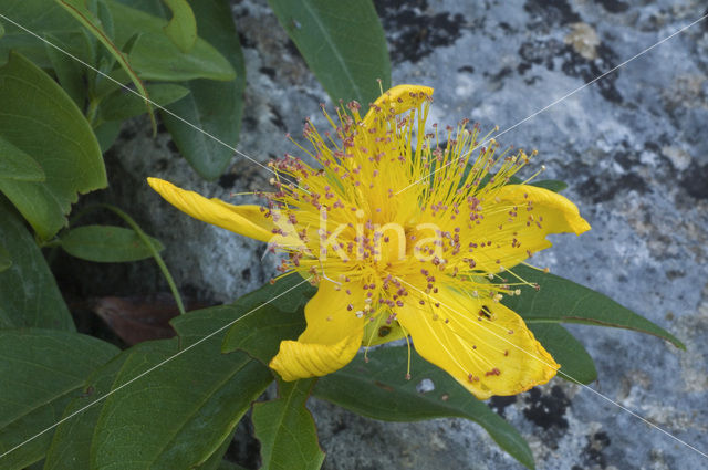 Hertshooi (Hypericum spec.)