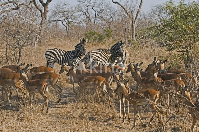 Impala