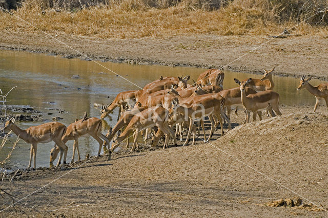 Impala