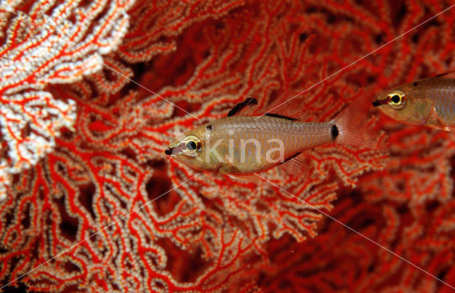 Spotnape cardinalfish (Apogon notatus)