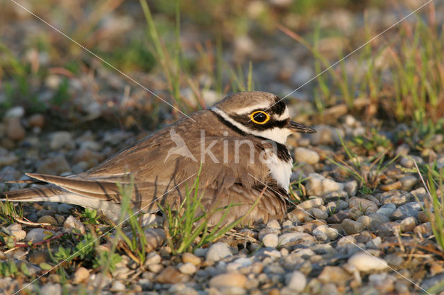 Kleine Plevier (Charadrius dubius)