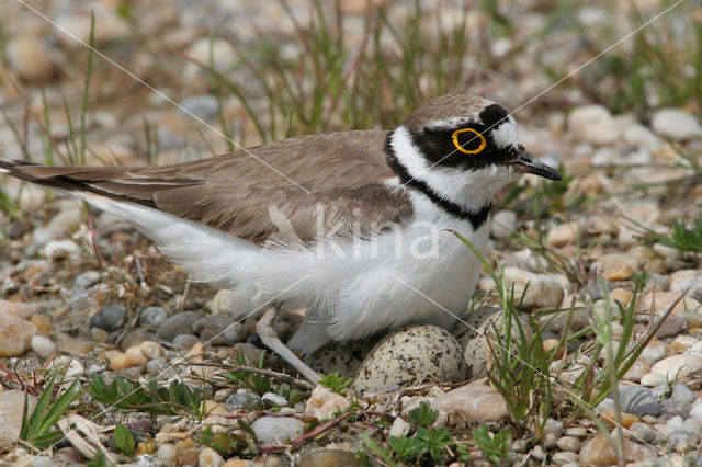 Kleine Plevier (Charadrius dubius)