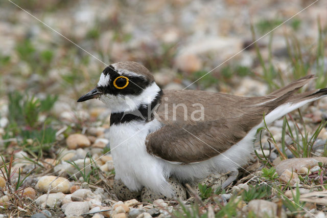 Kleine Plevier (Charadrius dubius)