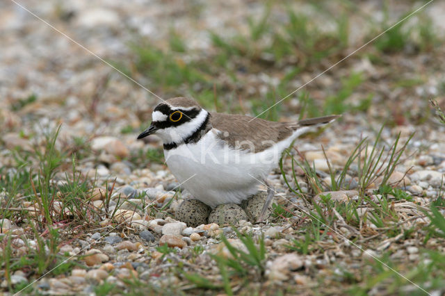 Kleine Plevier (Charadrius dubius)