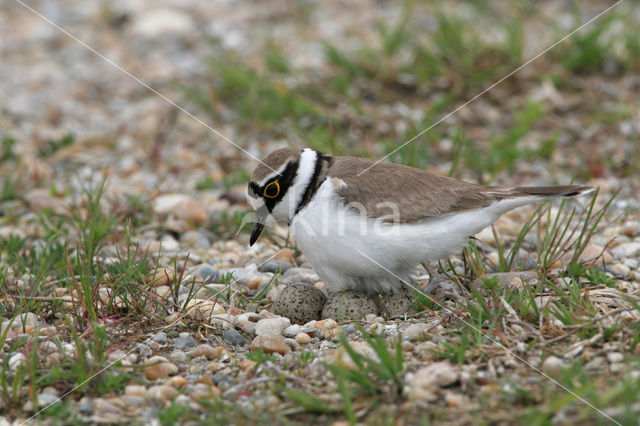 Kleine Plevier (Charadrius dubius)