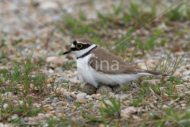 Kleine Plevier (Charadrius dubius)