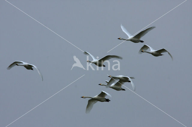 Kleine zwaan (Cygnus bewickii)