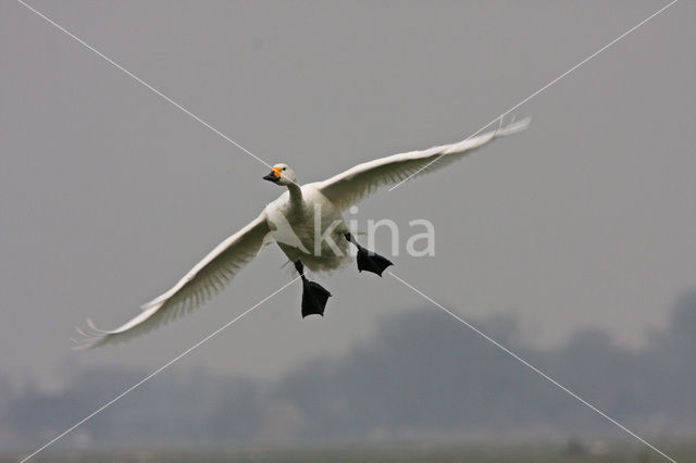 Kleine zwaan (Cygnus bewickii)