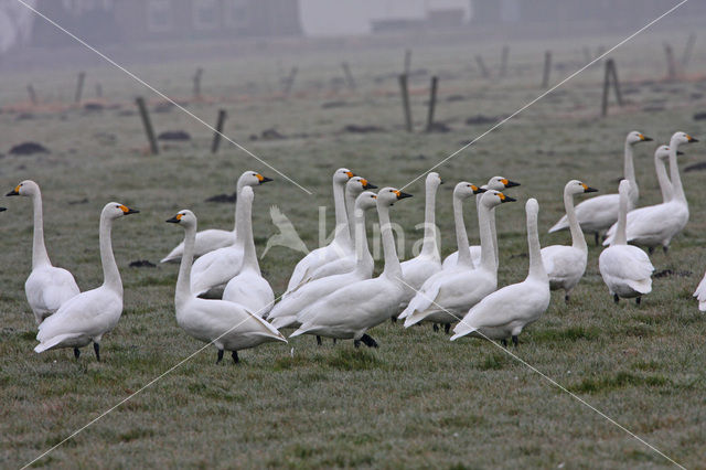 Kleine zwaan (Cygnus bewickii)