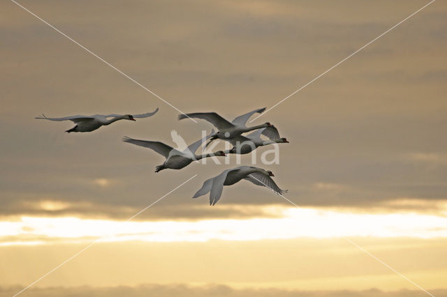 Knobbelzwaan (Cygnus olor)