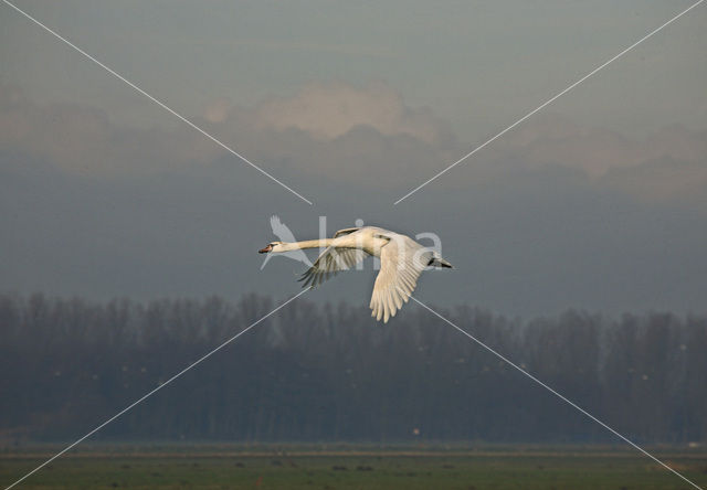 Knobbelzwaan (Cygnus olor)