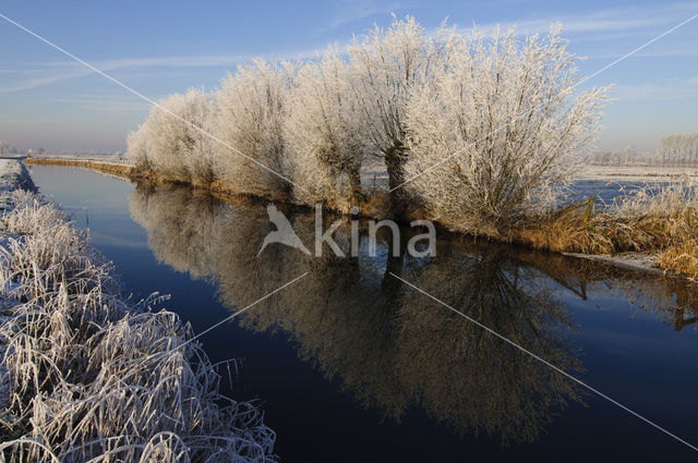 Knotwilg (Salix alba)