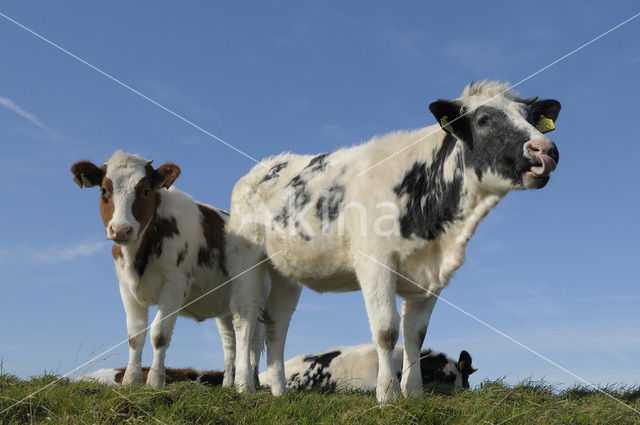 Cow (Bos domesticus)