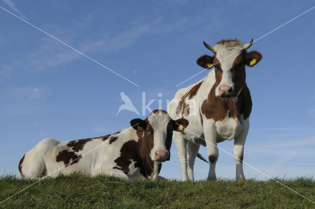 Koe (Bos domesticus)