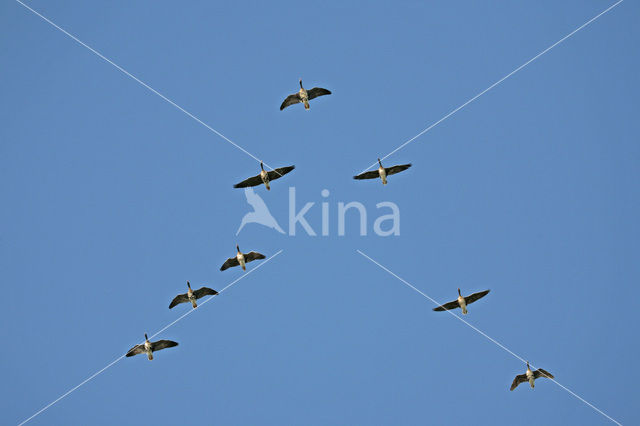 White-fronted goose (Anser albifrons)