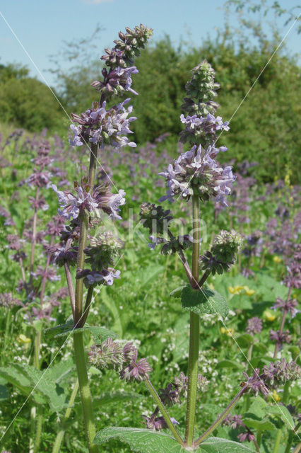 Kranssalie (Salvia verticillata)