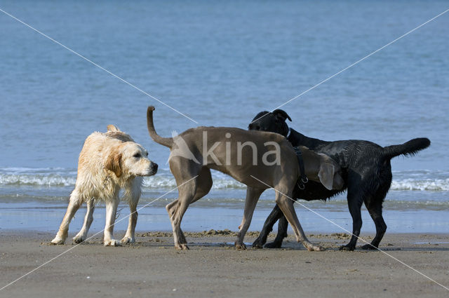 Labrador retriever (Canis domesticus)