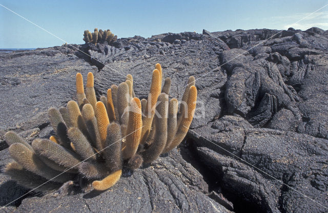 Lavacactus (Brachycereus nesioticus)