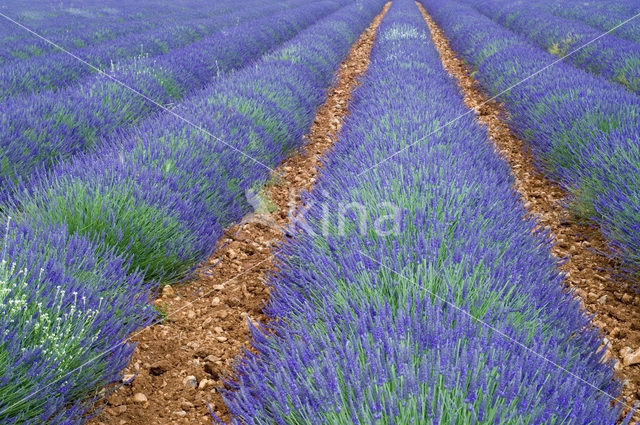 Lavendel (Lavandula spec.)