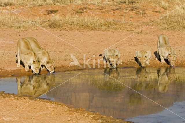 Leeuw (Panthera leo)