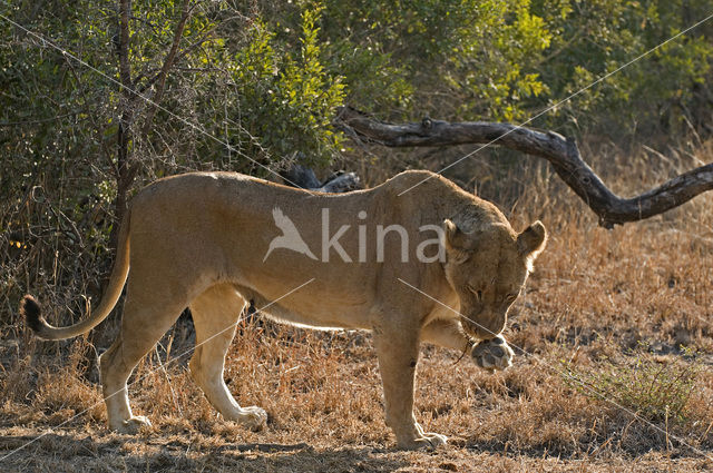 Leeuw (Panthera leo)