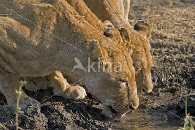 Leeuw (Panthera leo)