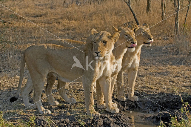 Leeuw (Panthera leo)