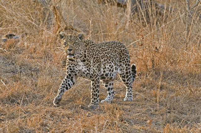 Luipaard (Panthera pardus)