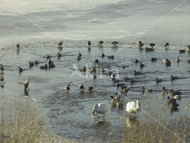 Markermeer