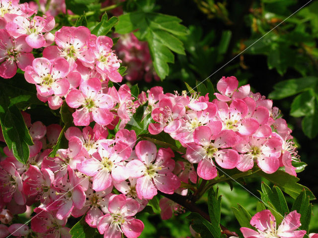 Hawthorn (Crataegus )