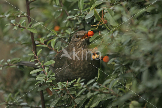 Merel (Turdus merula)