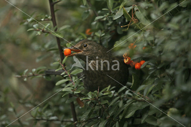 Merel (Turdus merula)