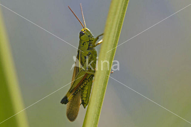 Moerassprinkhaan (Stethophyma grossum)