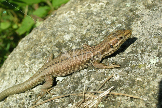 Muurhagedis (Podarcis muralis)