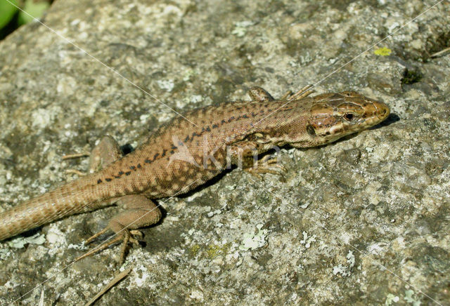 Muurhagedis (Podarcis muralis)