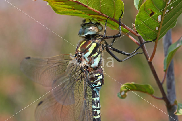 Noordse glazenmaker (Aeshna subarctica)