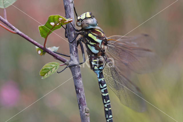 Noordse glazenmaker (Aeshna subarctica)